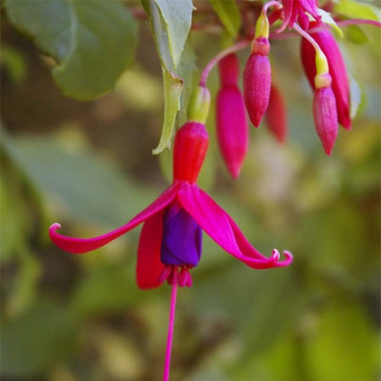 Fuchsia de magellan 'genii' pot de 2l/3l