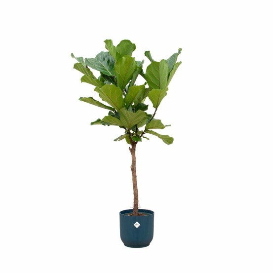 Ficus lyrata et son pot bleu - hauteur 160cm