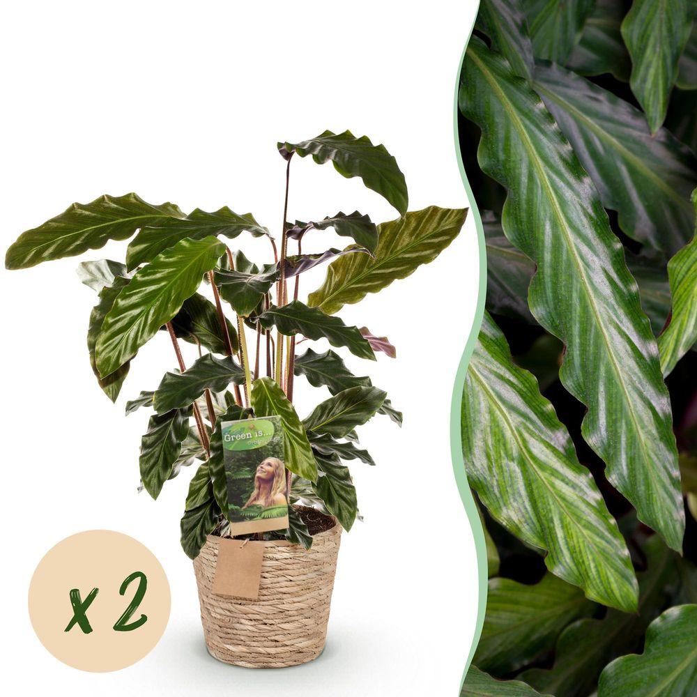 Calathea rufibarba - pot de 17cm - hauteur 55-60cm - plantes d'intérieur