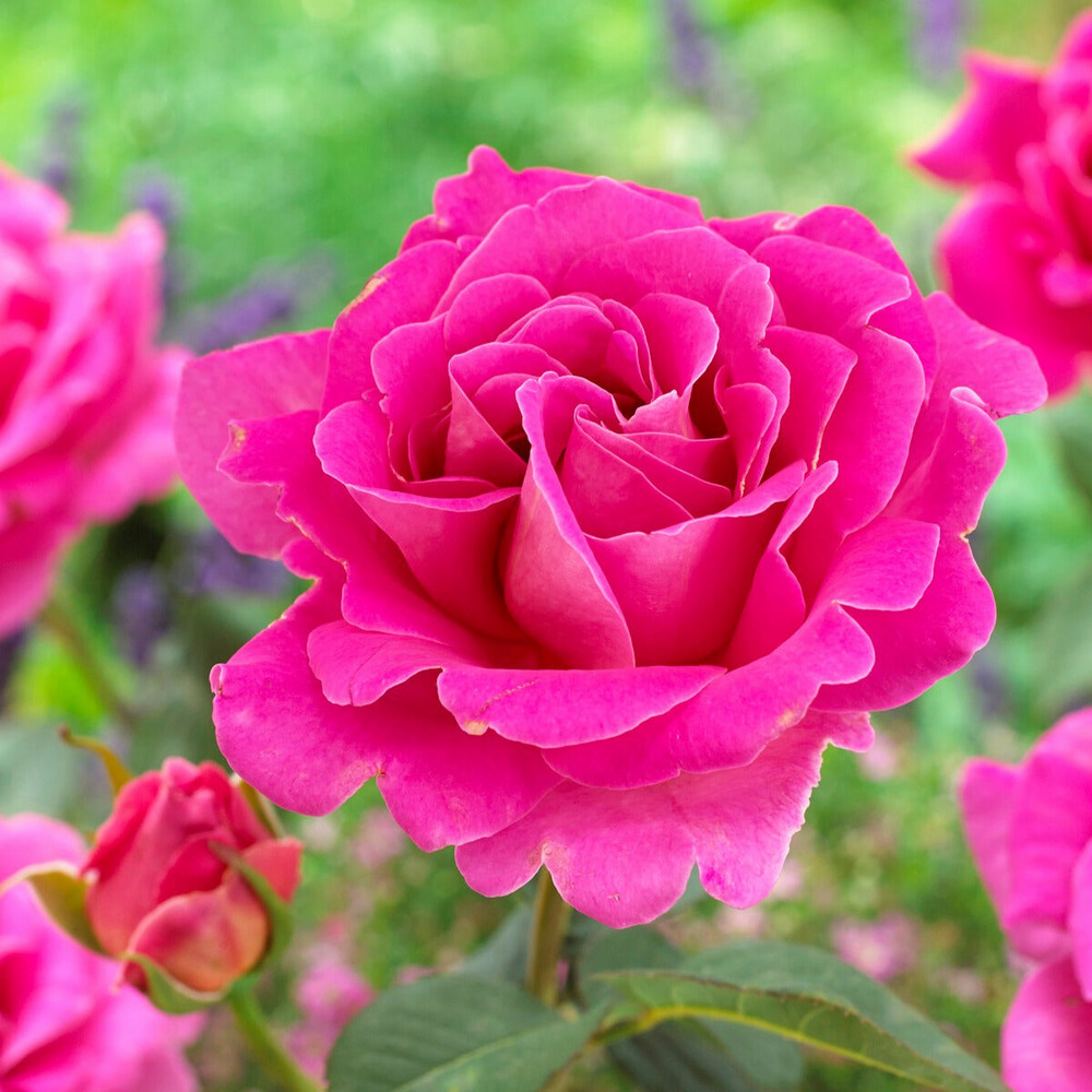 Rosier pink perfume - la pièce en racine nue / 3+ branches, vendu par lot de 4