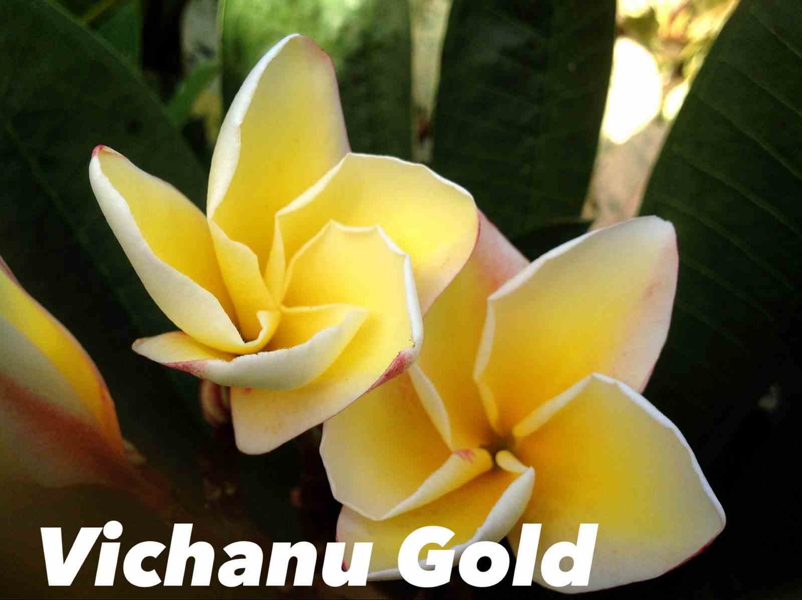 Plumeria rubra "vichanu gold" (frangipanier)   jaune - taille pot de 2 litres ? 20/30 cm