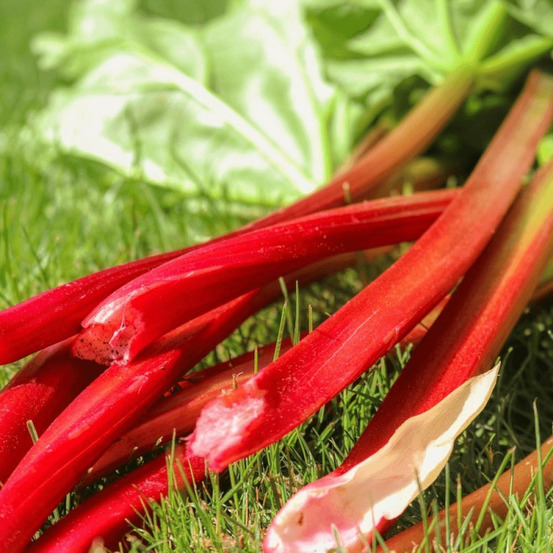 Plants de rhubarbe des jardins raspberry pot de 2l
