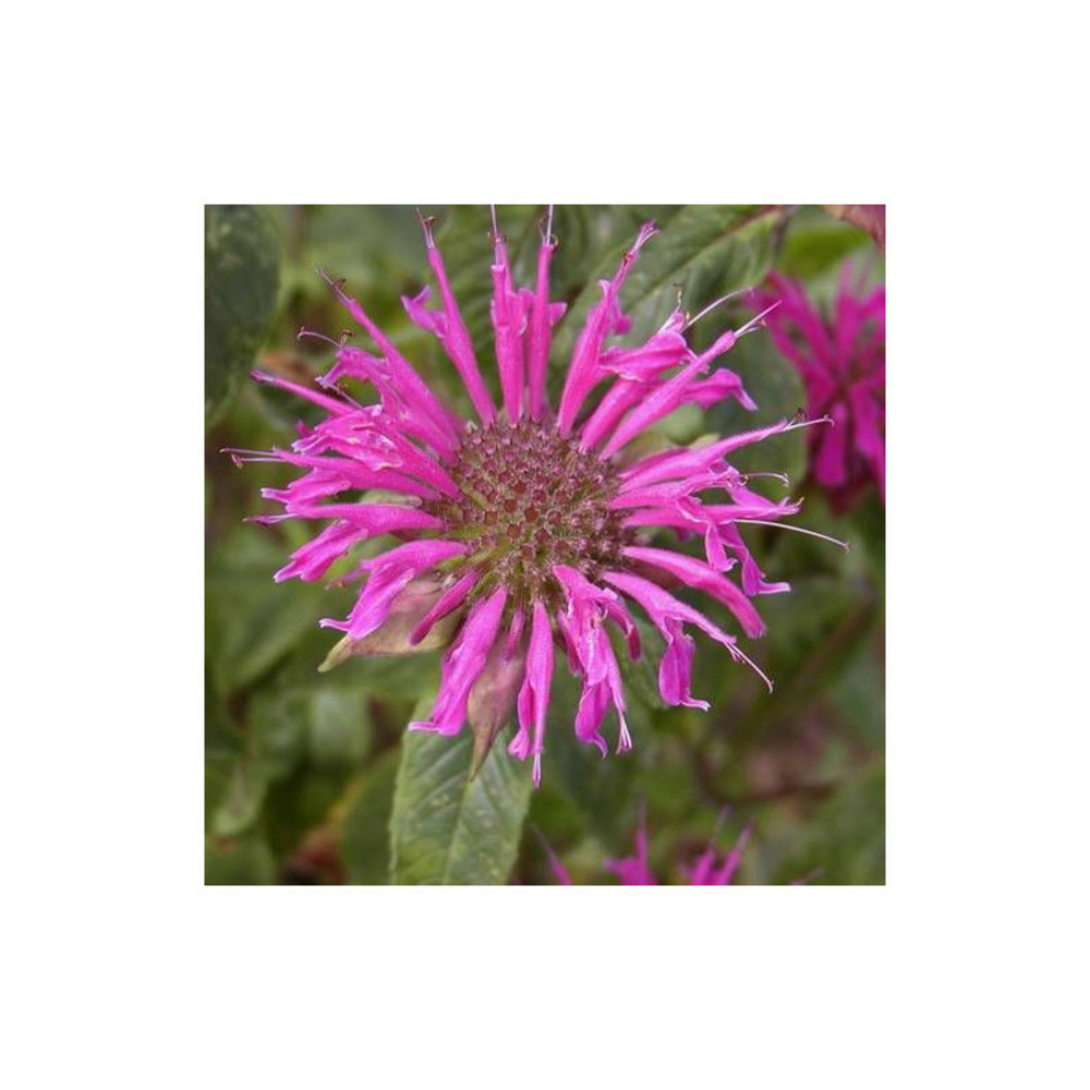 Monarde blaustrumpf lot de 5 godets