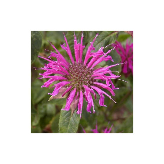 Monarde blaustrumpf lot de 5 godets
