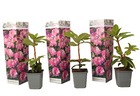 Rhododendrons elegans pink - rhododendron rose - set of 3 - pot 9cm - hauteur 25-40cm