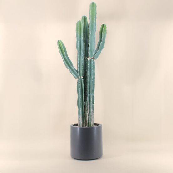 Cactus erytréa artificiel 167cm