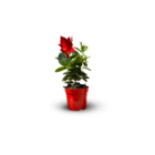 Dipladenia - plante fleurie - ↕ 20-30 cm - ⌀ 10,5 cm - plante d'intérieur & extérieur - fleur rouge