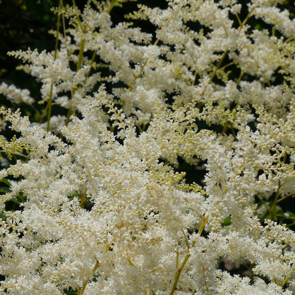 Astilbe à feuilles simples 'sprite' godet de 8/9 cm