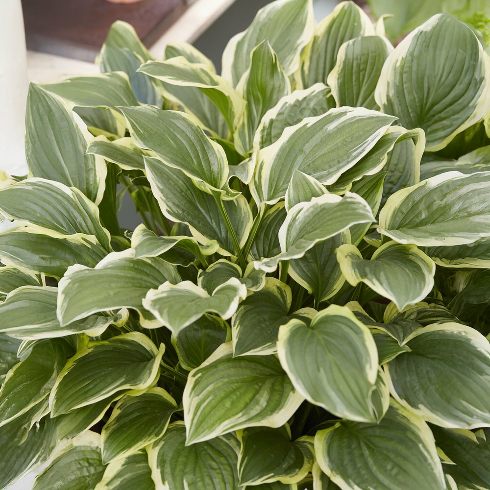 Hosta so sweet - le pot / ø 9cm