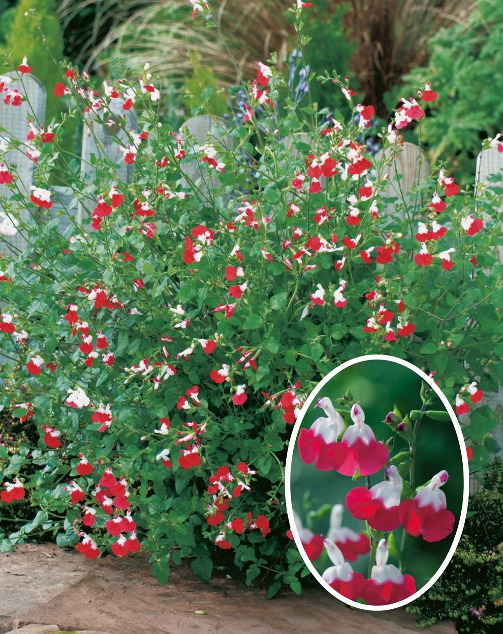 Sauge grahamii hot lips - 3 godets plante vivace