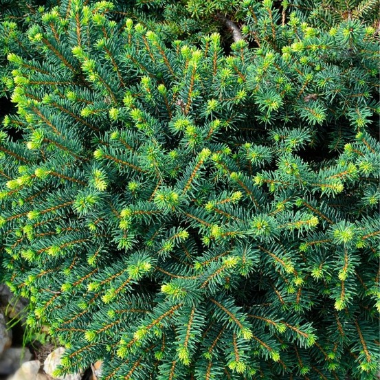 Épicéa de serbie karel - picea omorika karel 30/35cm pot 5l