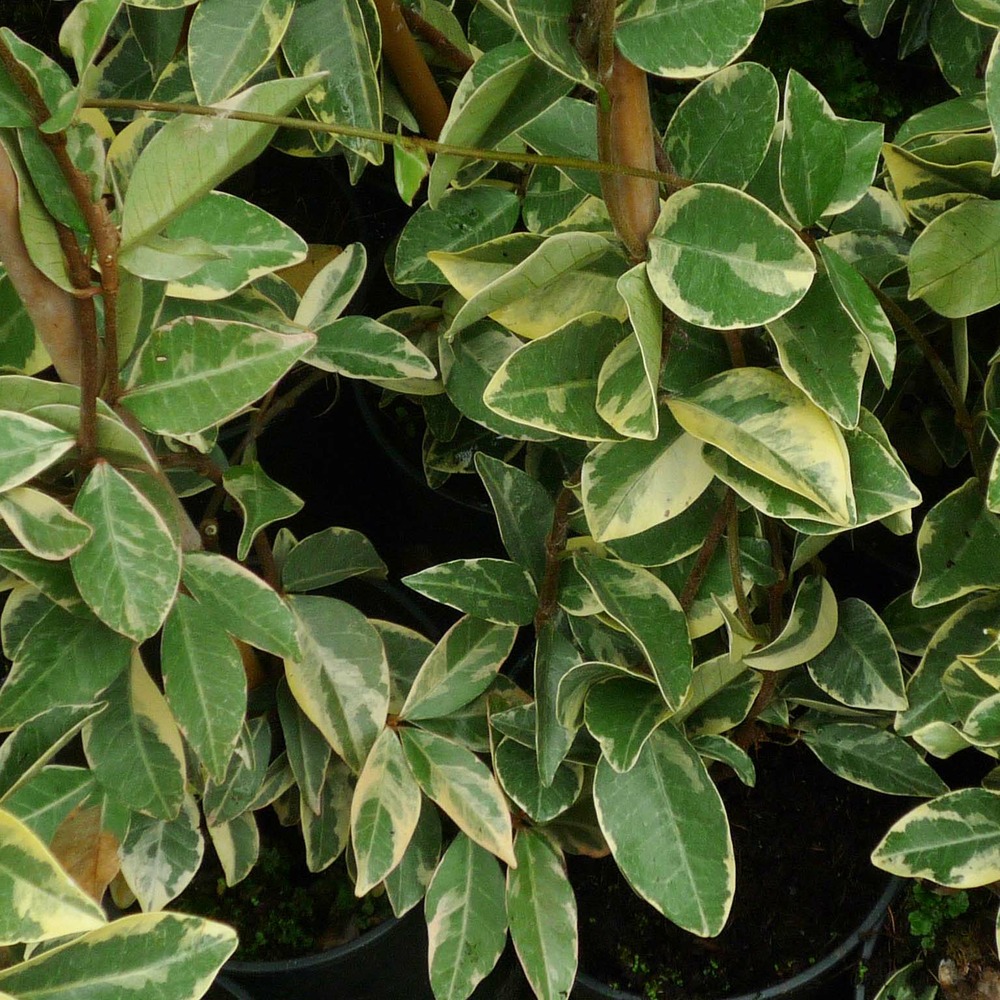 Jasmin étoilé 'variegata' pot de 2l/3l