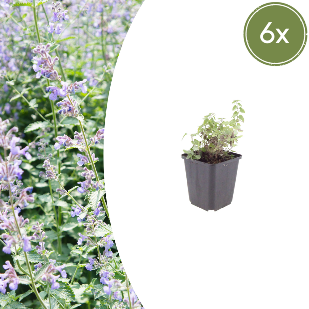 Lot de 12 - menthe des chats (nepeta × faassenii) 'nepeta'