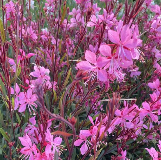 6 x gaura lindheimeri 'tutti frutti' – godet 9cm x 9cm – rose vif pour massif et balcon