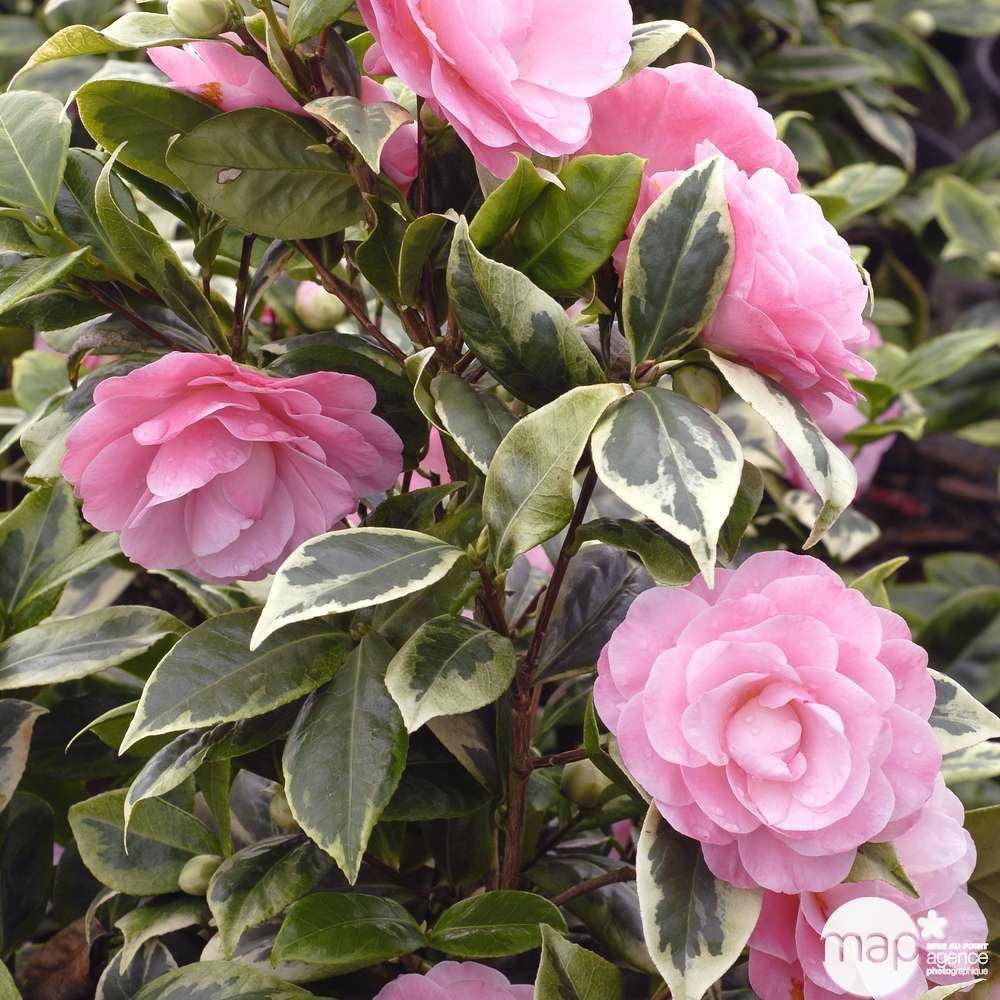 Camellia japonica ' kerguelen ' 7.5 l (rose soutenu)