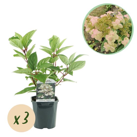 Hortensia 'wim's red' - lot de 3 - pot 17 cm - hauteur 50 cm - plante d'extérieur