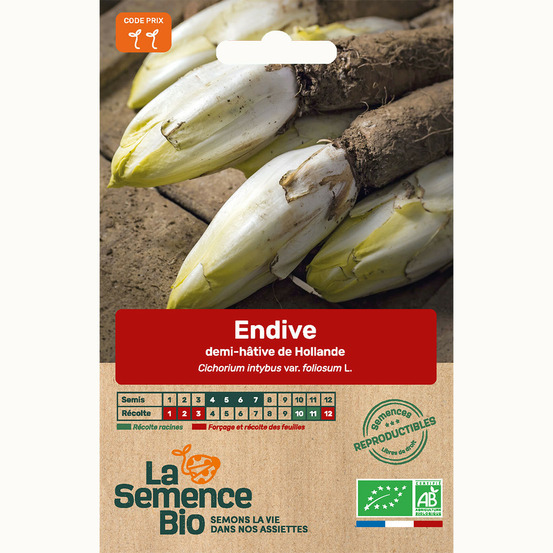 Endive demi-hâtive de hollande - graines bio