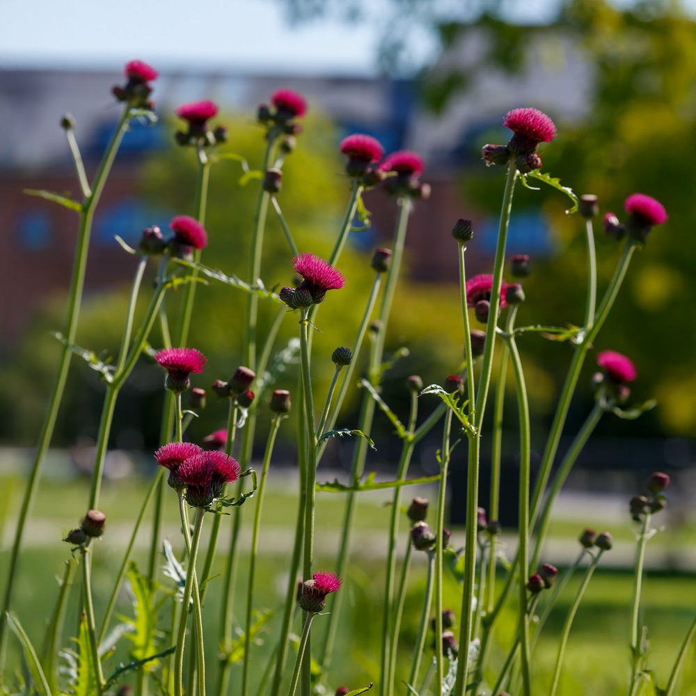 Cirse des ruisseaux - le pot / ø 9cm