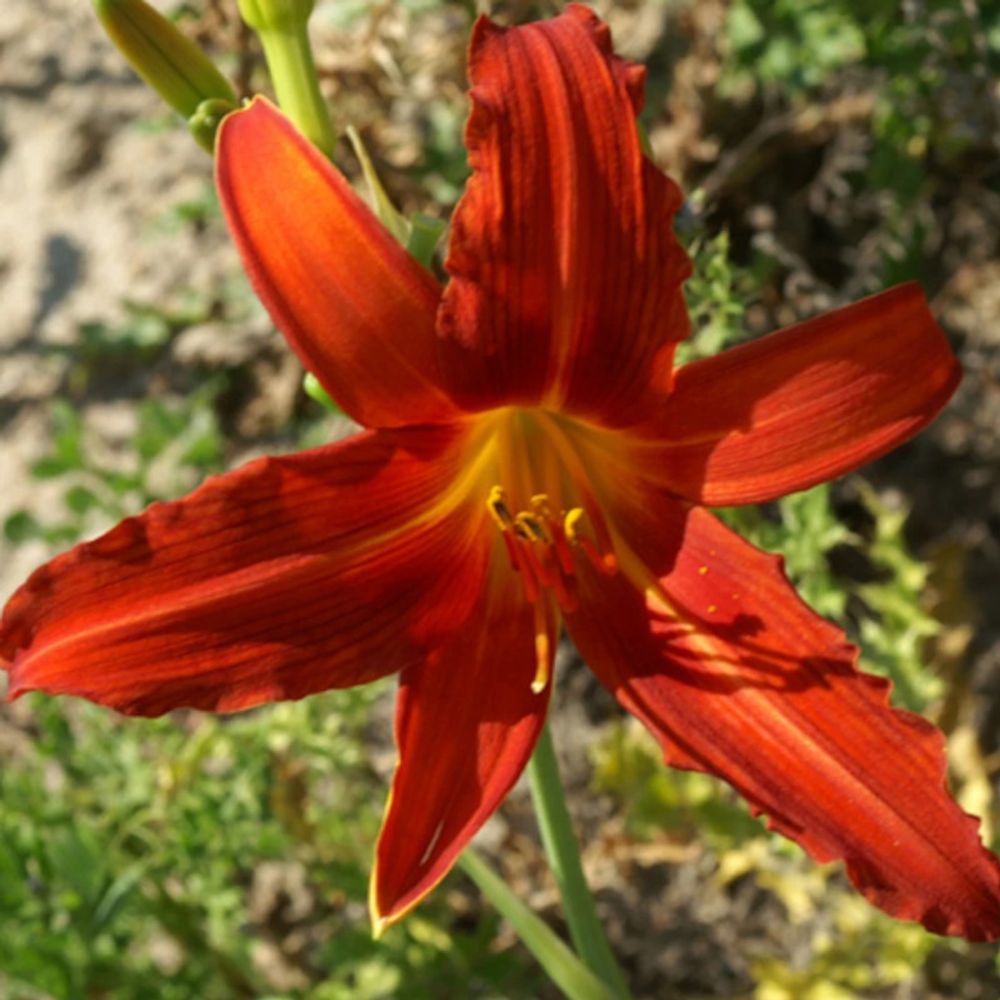 Hémérocalle flambeau godet - 5/20 cm