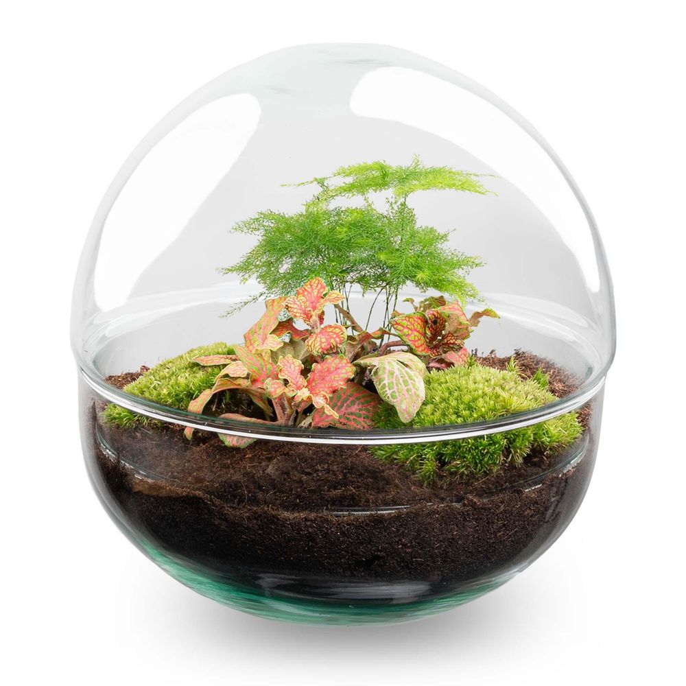 Terrarium à composer boule en verre recyclé - ø20-h20cm - sans outils - variété rouge - terrarium diy