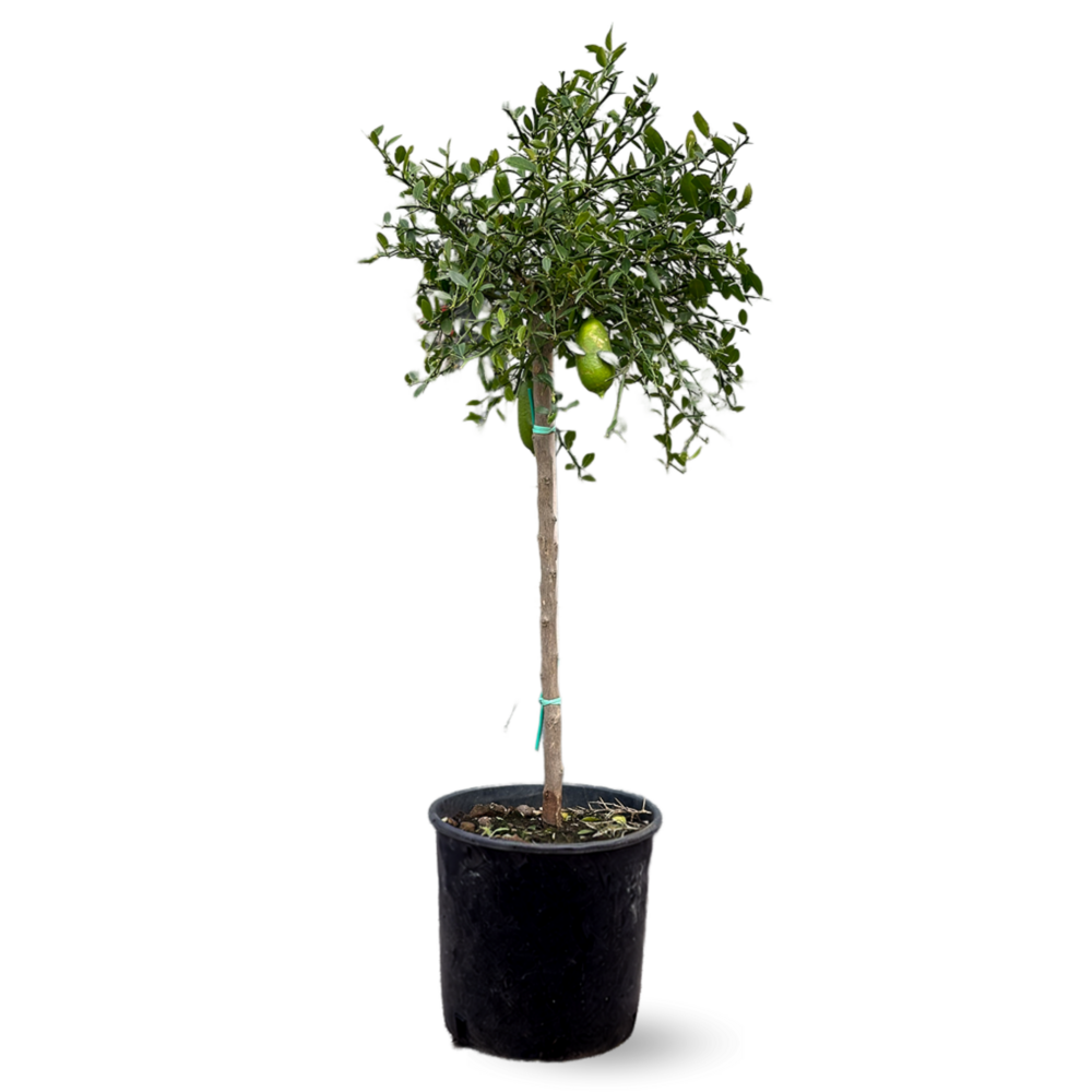 Citron caviar rouge agrume méditerranéen arbre fruitier ↕ 110120