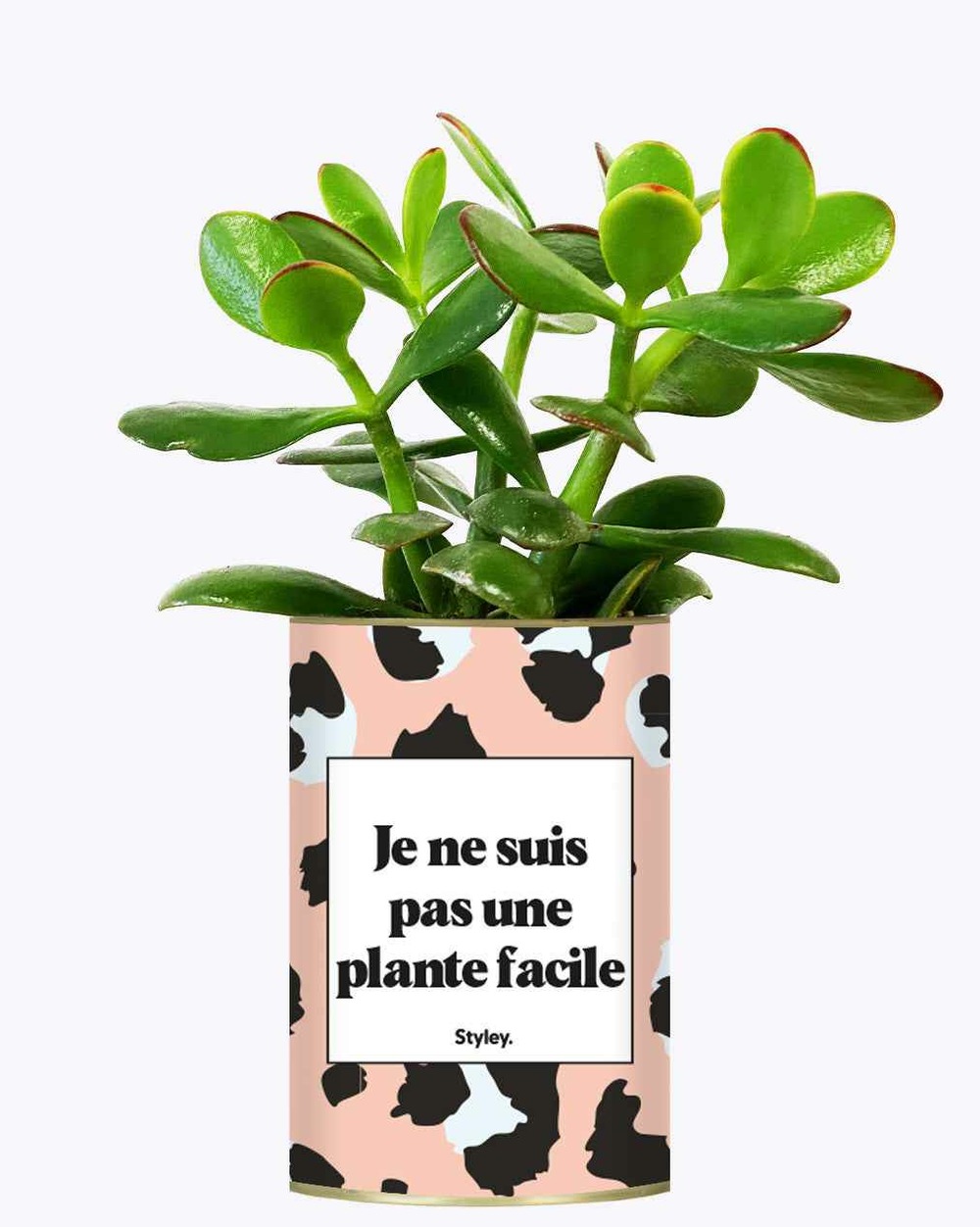 Plante facile à entretenir - je ne suis pas une plante facile - cactus