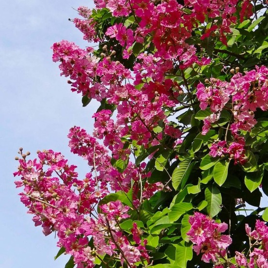 Lilas des indes 'red imperator' (lagerstroemia indica)
