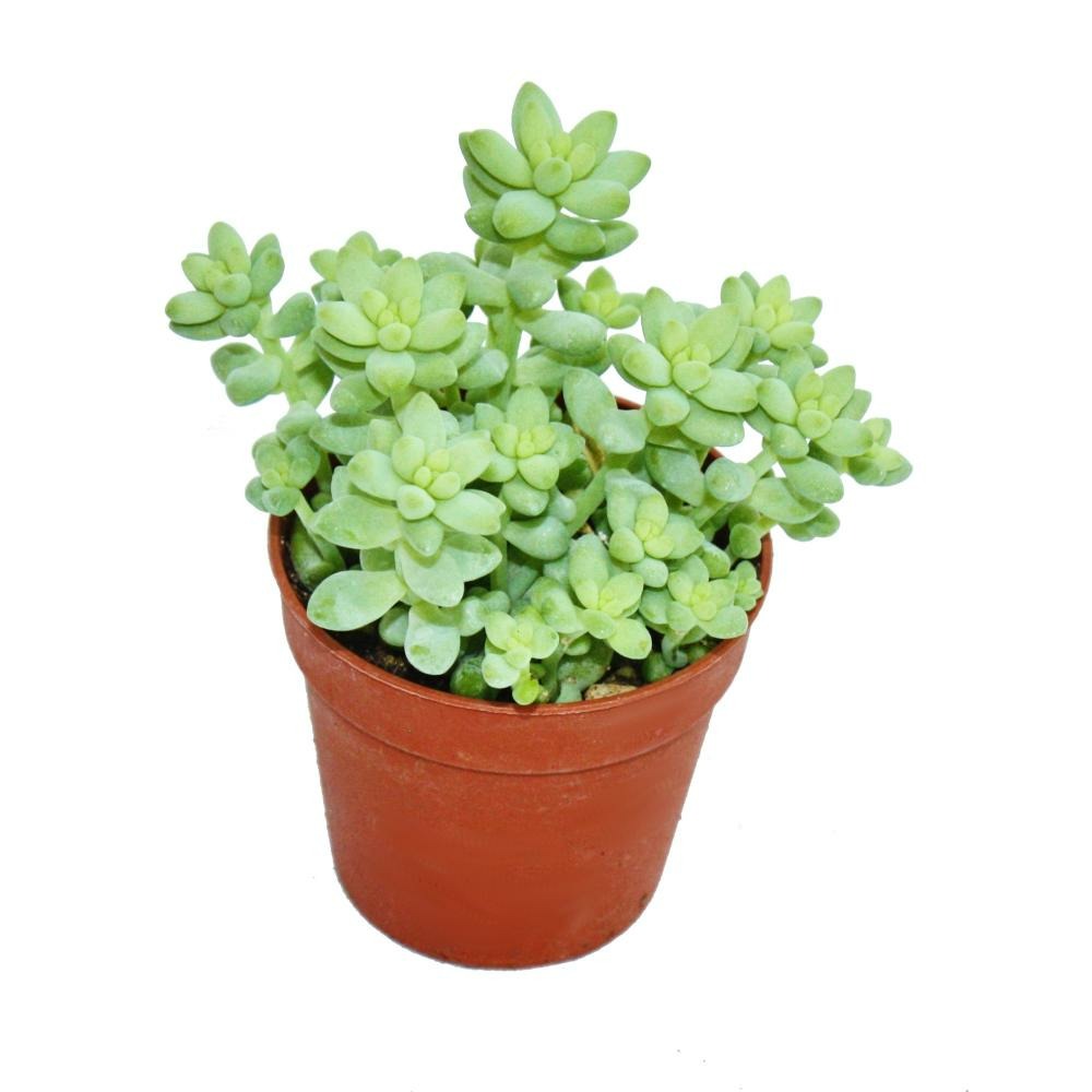 Sedum morganianum burritum - balançoire singe - pot 8,5cm