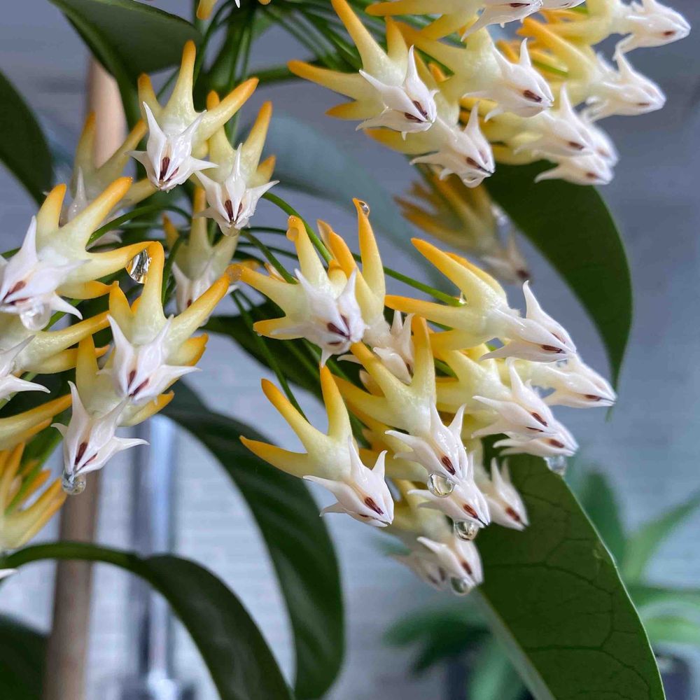 Hoya multiflora splash - pot de 8cm