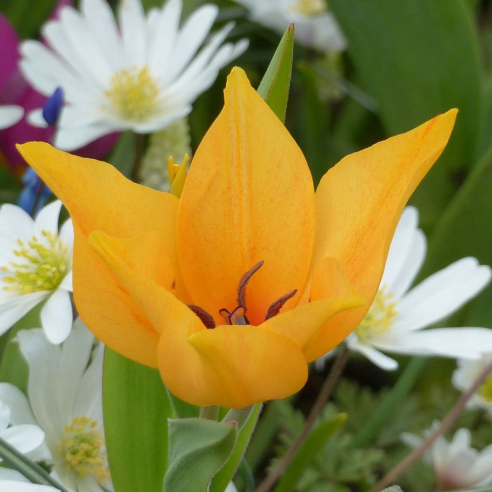 Tulipe pluriflore 'shogun' bulbe calibre 7/8 (par 10)