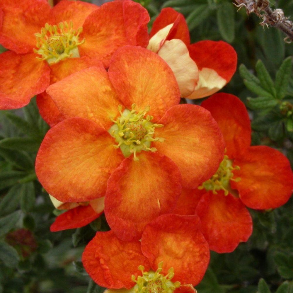 Potentille arbustive red joker, potentilla pot de 3l - 40/60 cm