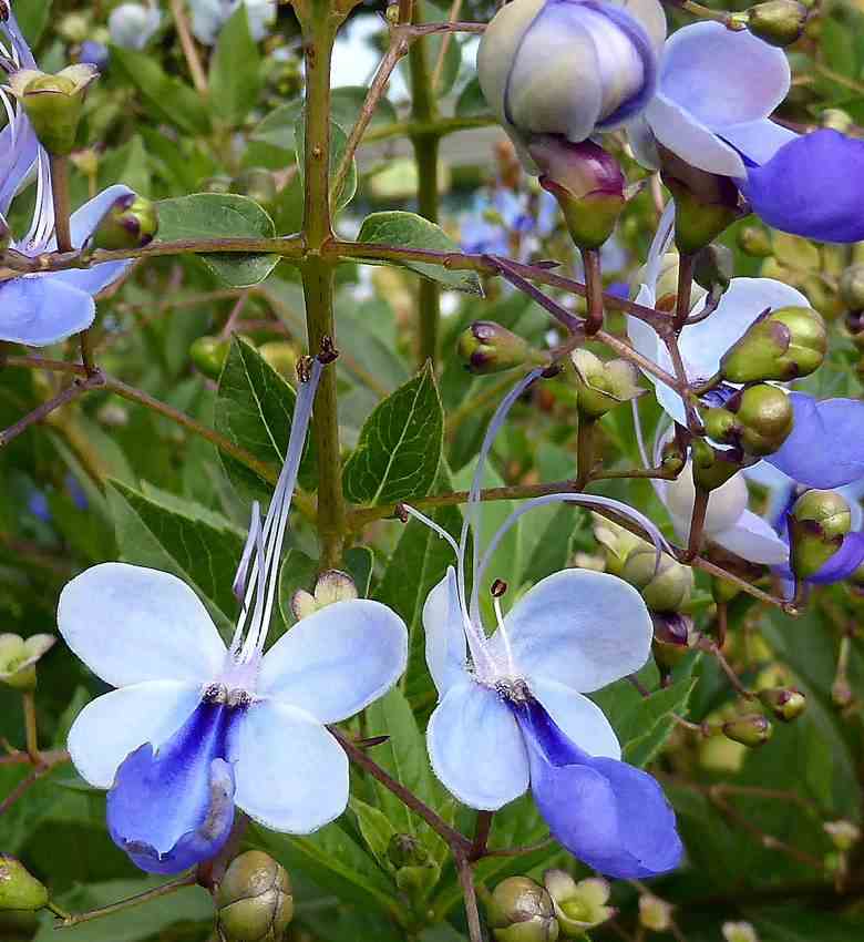 Clerodendrum ugandese   bleu - taille pot de 2 litres ? 40/60 cm