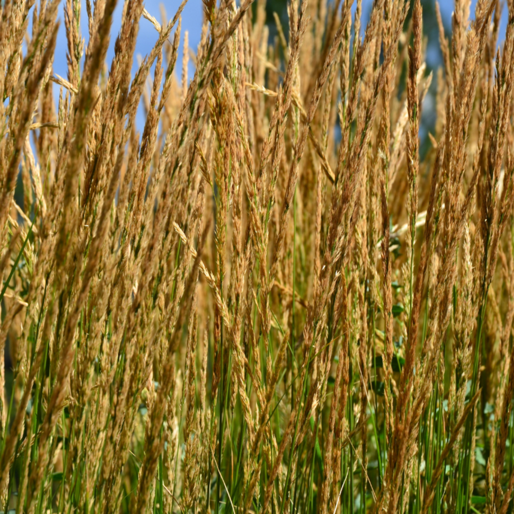 Calamagrostis karl foerster - calamagrostis acutiflora karl foerster 40/60 cm pot 7,5l