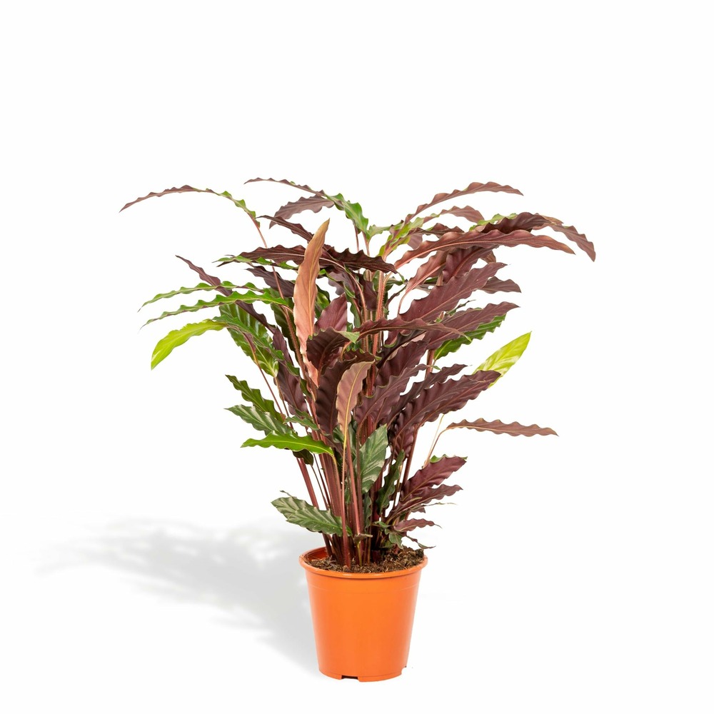 Calathea rufibarba - h75cm, ø19cm - grande plante d'intérieur