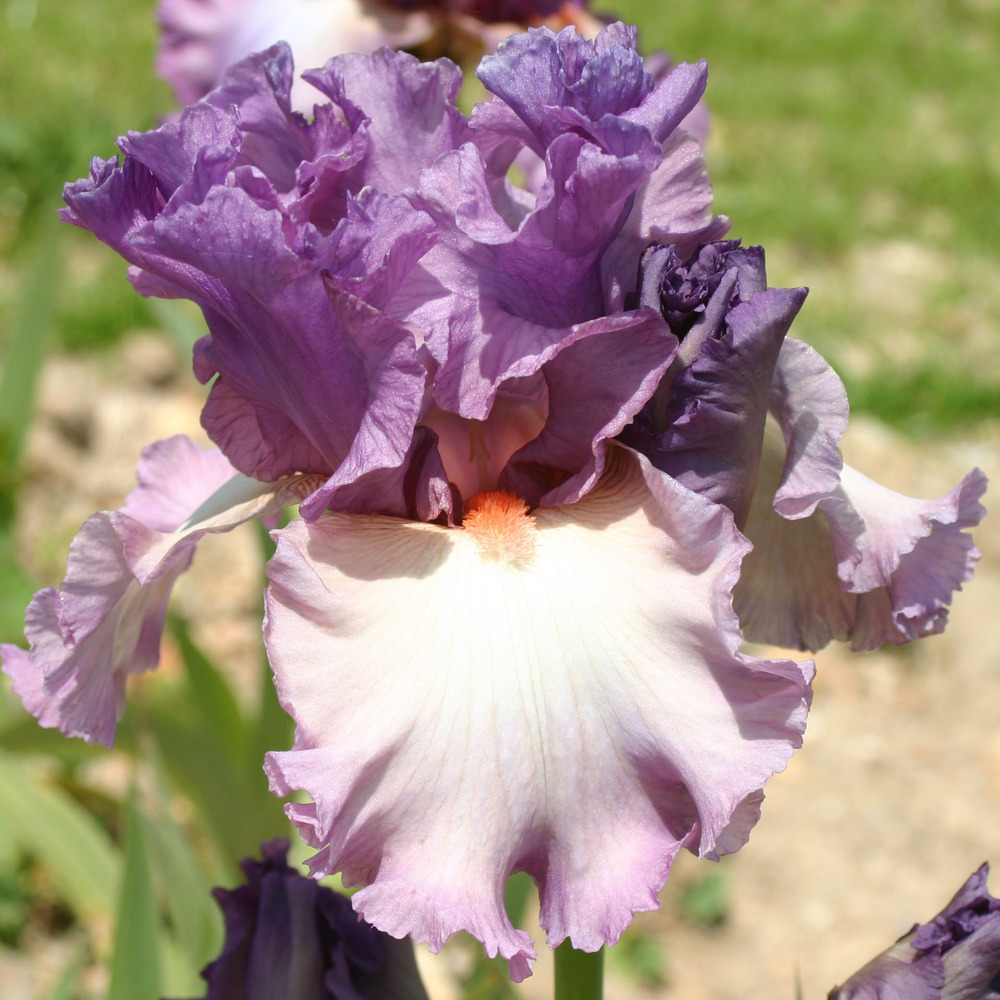 Iris des jardins 'fashion statement' godet de 8/9 cm