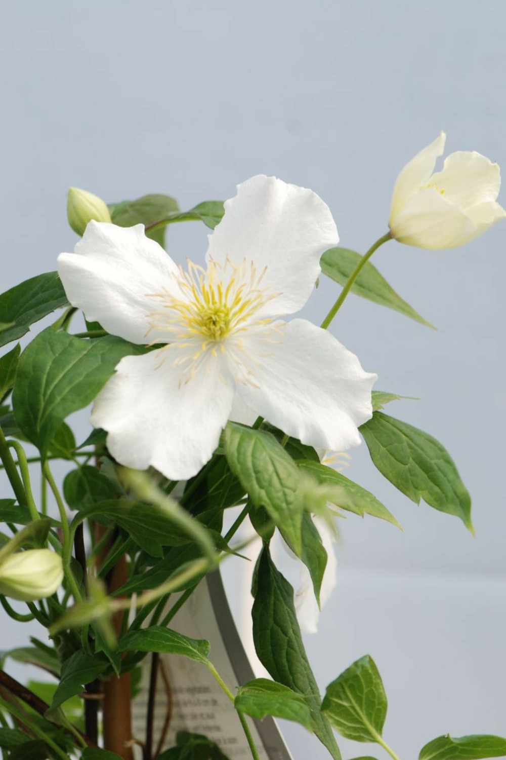 Clématite 'spooneri' - en pot de 3 litres