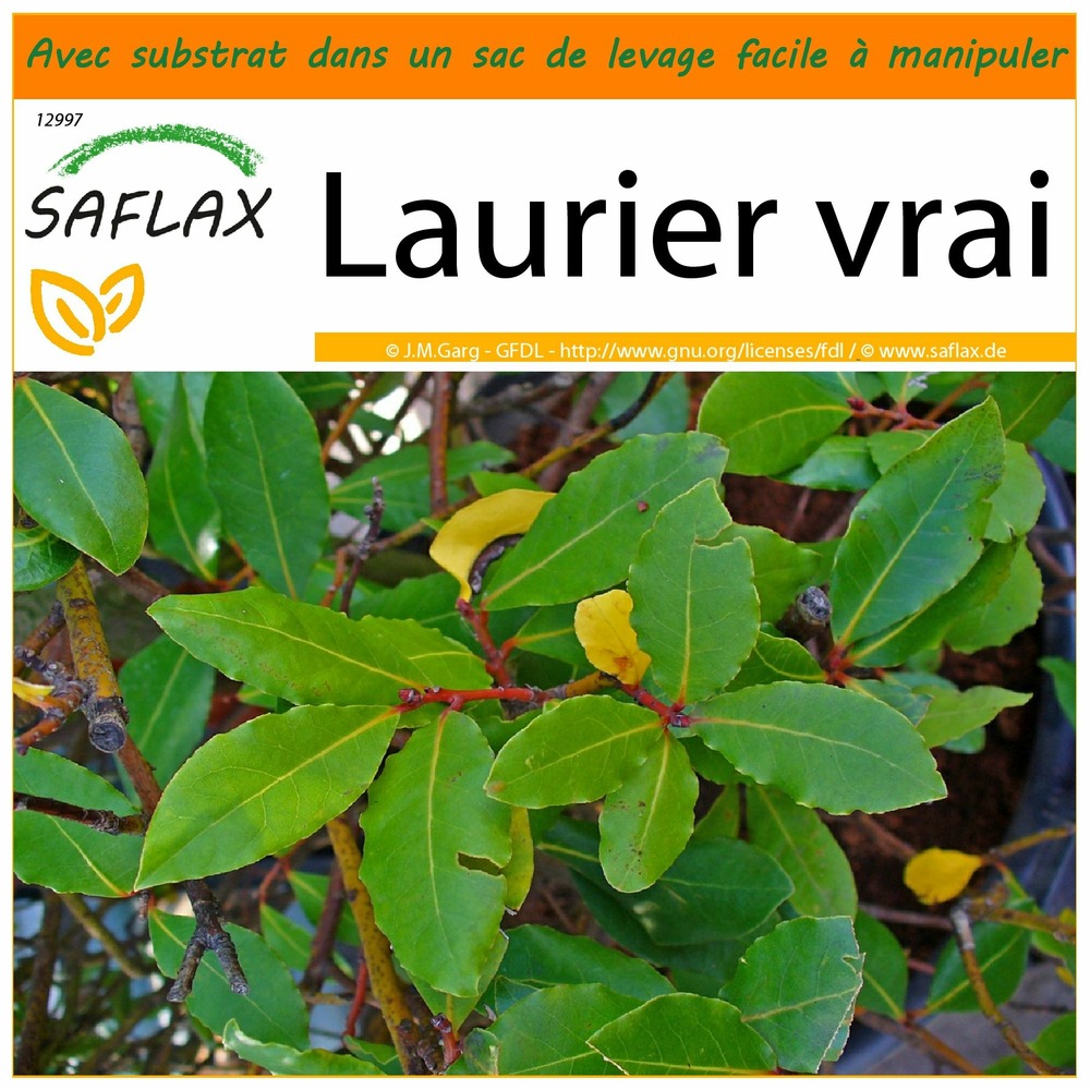 Garden in the bag - laurier vrai - 6 graines - laurus nobilis