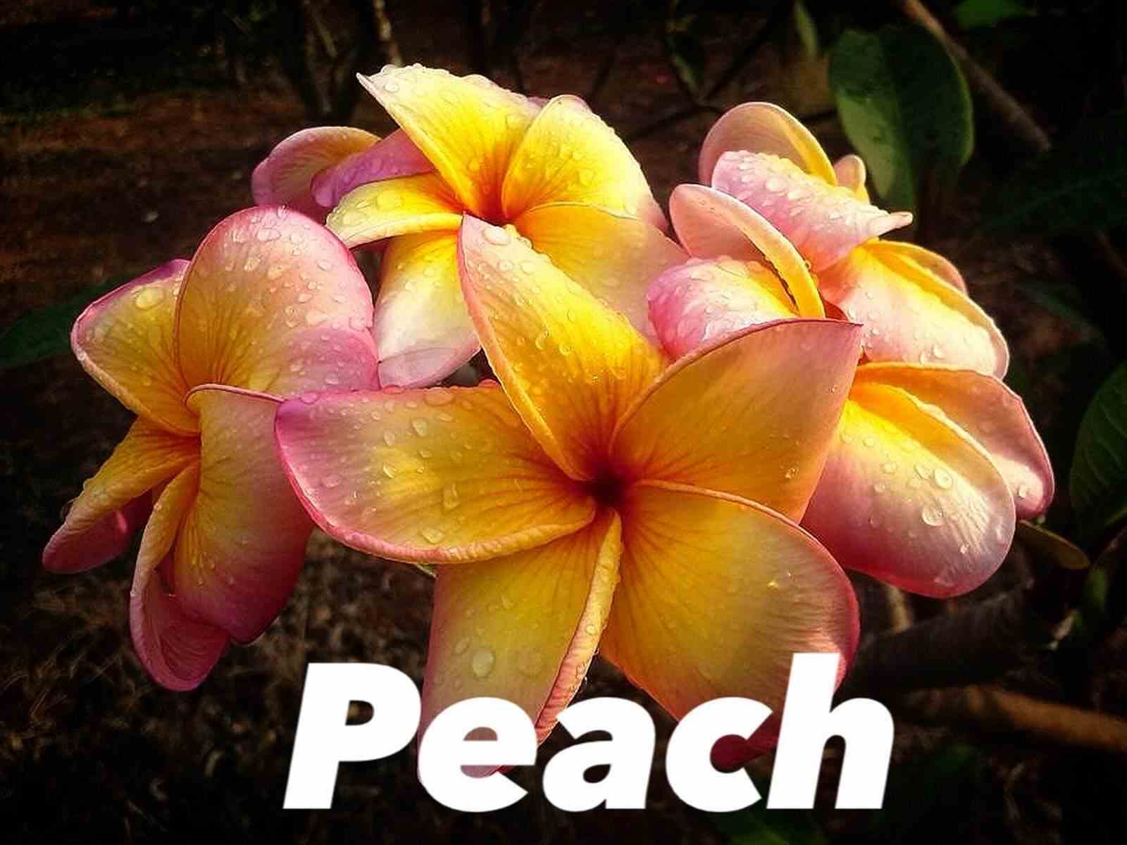 Plumeria rubra "peach" (frangipanier) taille pot de 2 litres ? 20/30 cm -   blanc/jaune/rose