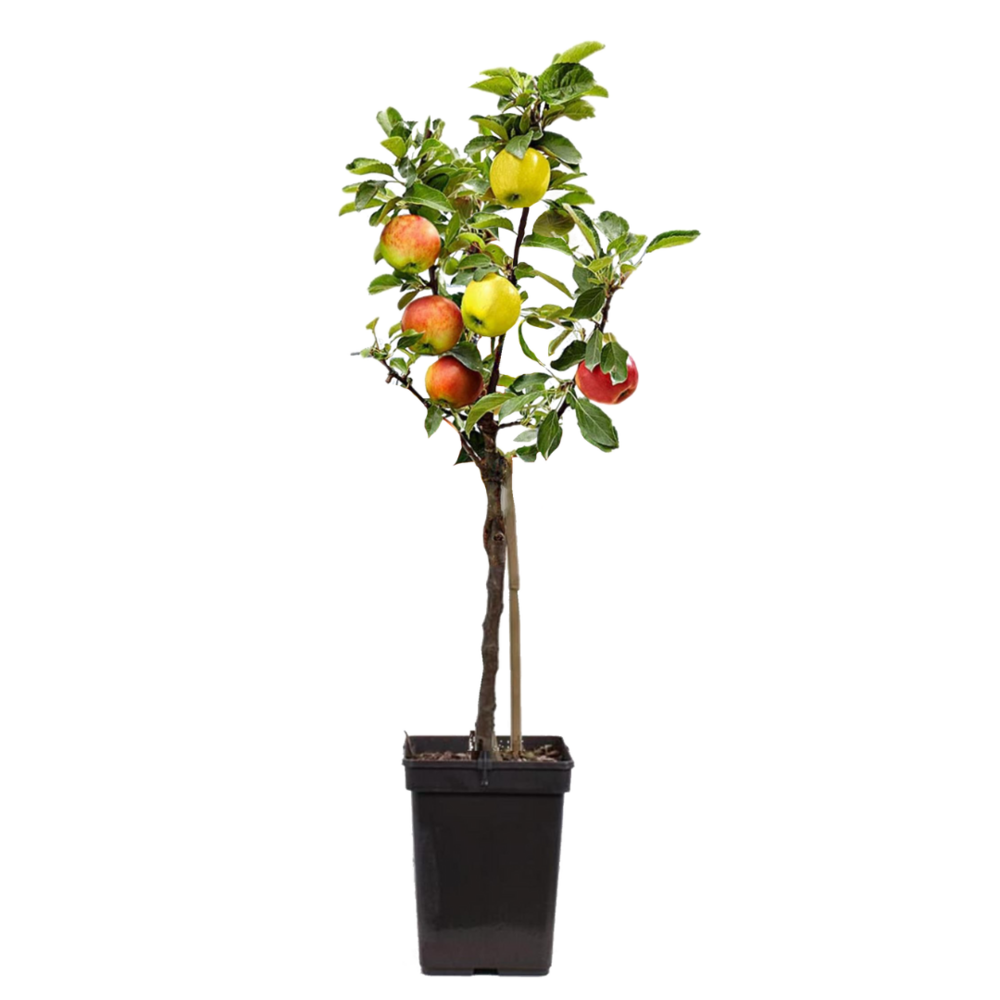 Pommier - malus - hauteur 60-70cm - ⌀17cm