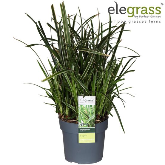Carex morrowii ice dance - h45 cm - ø19 cm