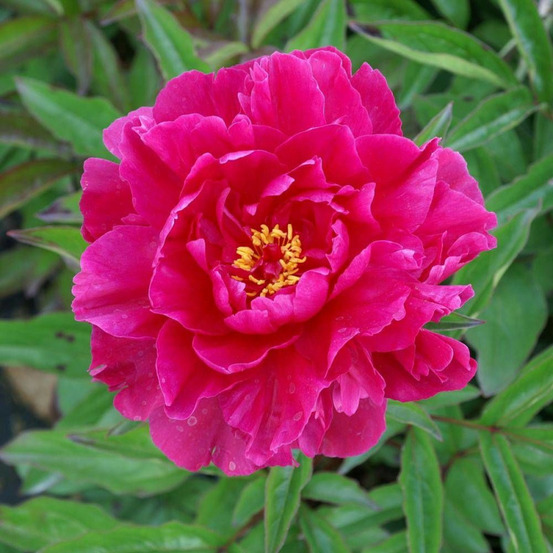 Pivoine herbacée monsieur adam modzelewski pot de 2l - 10/20 cm