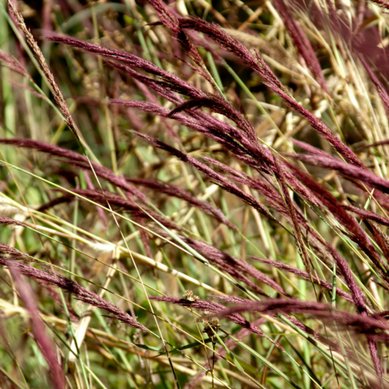 Roseau de chine little miss - miscanthus sinensis little miss 40/50 cm pot 3l