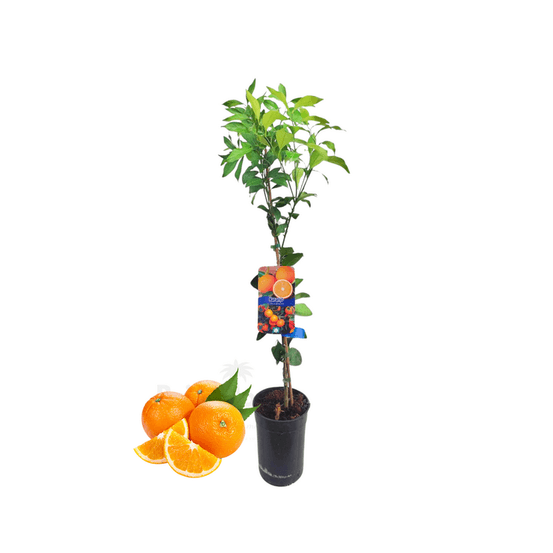 Oranger newhall medium arbre fruitier agrume en pot 4l hauteur 60 à 100 cm