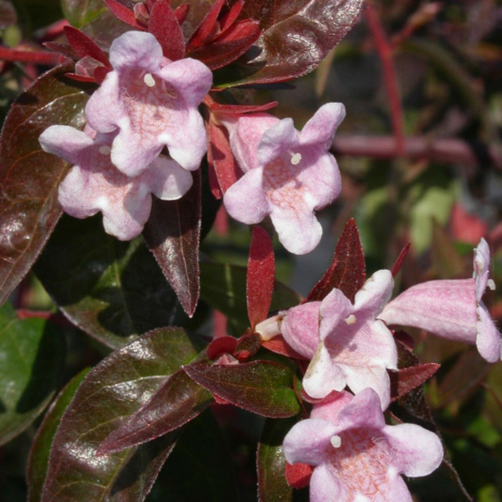 Abelia edward goucher, abélia edouard goucher pot de 4l - 40/60 cm