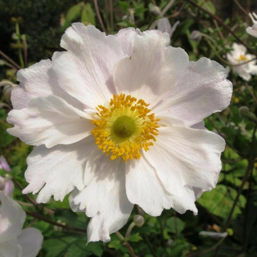 Anémone du japon dreaming swan® lot de 3 godets