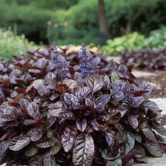 Bugle rampante pourpre, ajuga lot de 9 godets