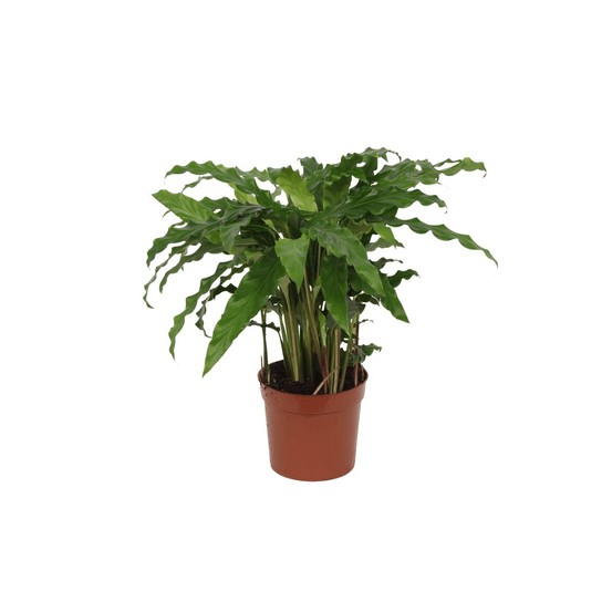 Calathea bluegrass - plantes d'intérieur