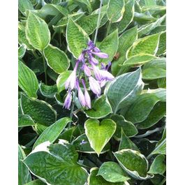 Hosta Razor's Edge Hosta fisher cream edge, le pot / ø 9cm | Truffaut