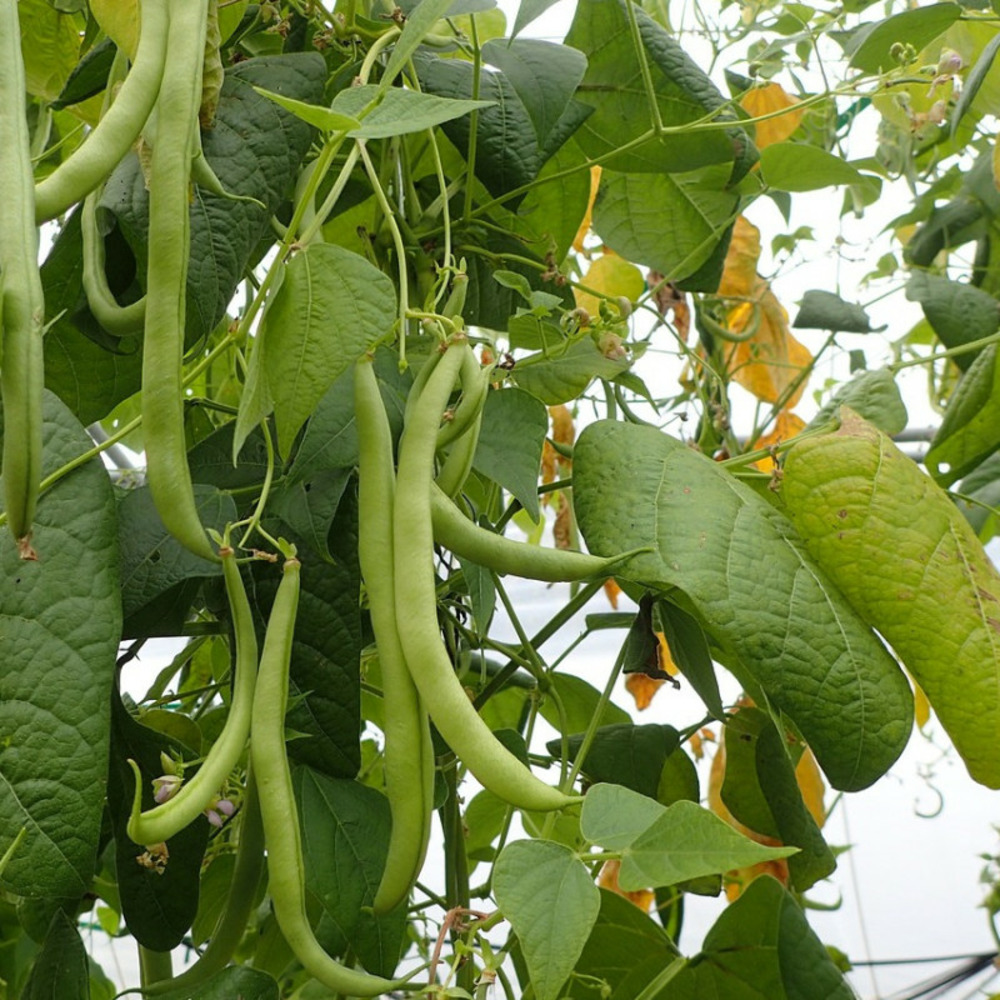 Graines de haricot nain vert sans fil oxinel 2 - sans traitement - vilmorin boite - 10 mètres