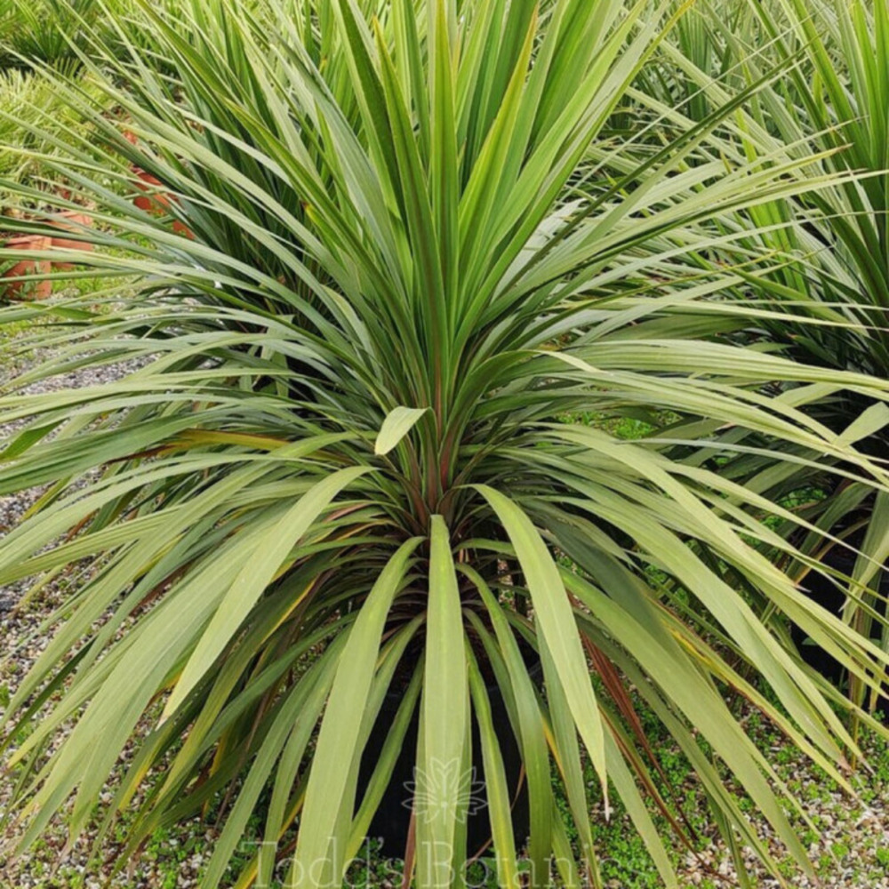 Cordyline australe 'peko' cordyline australis 'peko' 120cm pot 12l